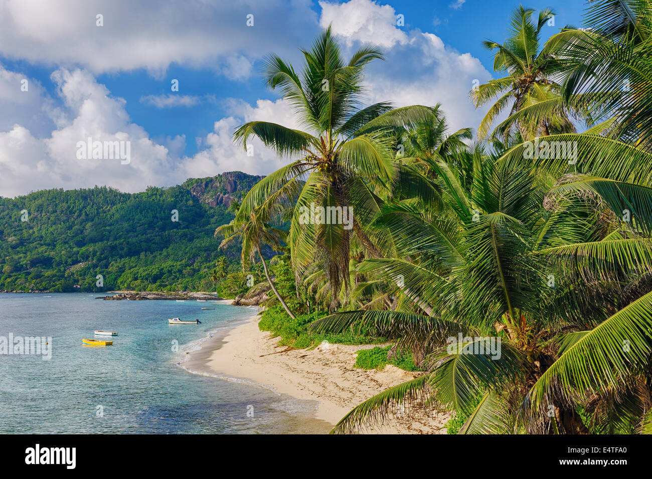 Anse Forbans Shoreline with Palm Trees, Mahe, Seychelles Stock Photo
