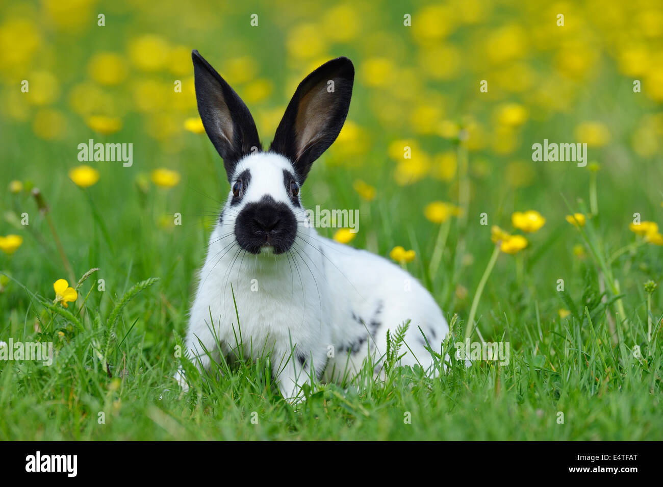 Portrait of Baby Rabbit in Spring Meadow with Flowers, Bavaria, Germany ...
