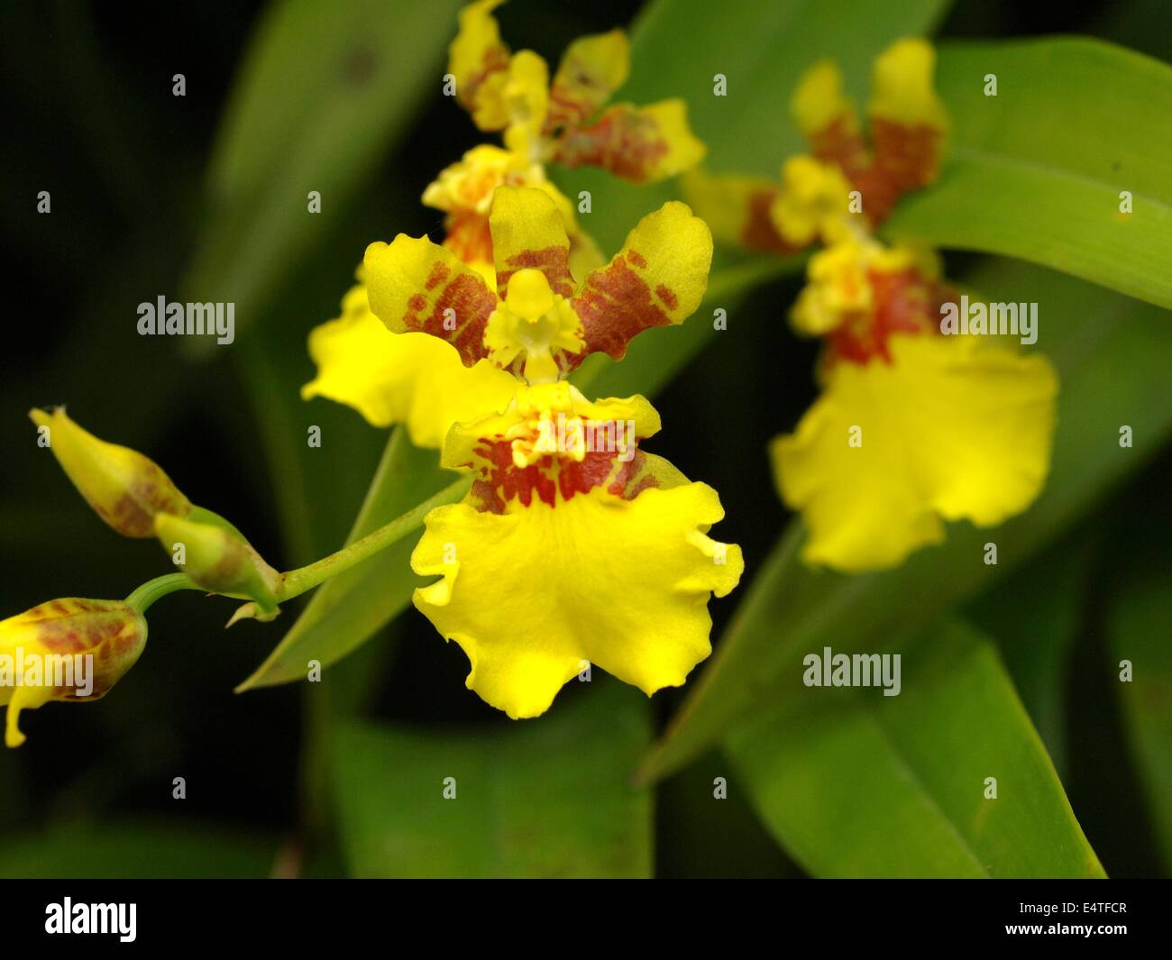 yellow Oncidium orchid Stock Photo - Alamy