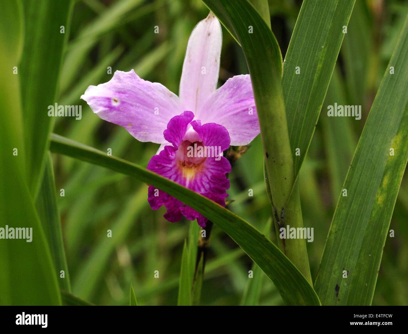 Dark and light purple hires stock photography and images Alamy