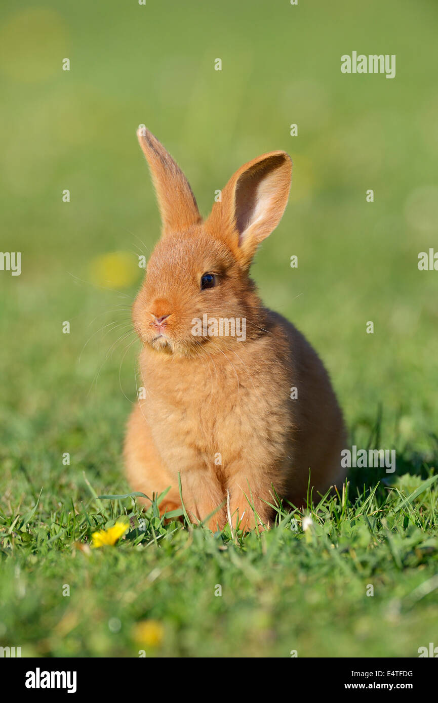 Portrait of Baby Rabbit in Spring Meadow, Bavaria, Germany Stock Photo ...