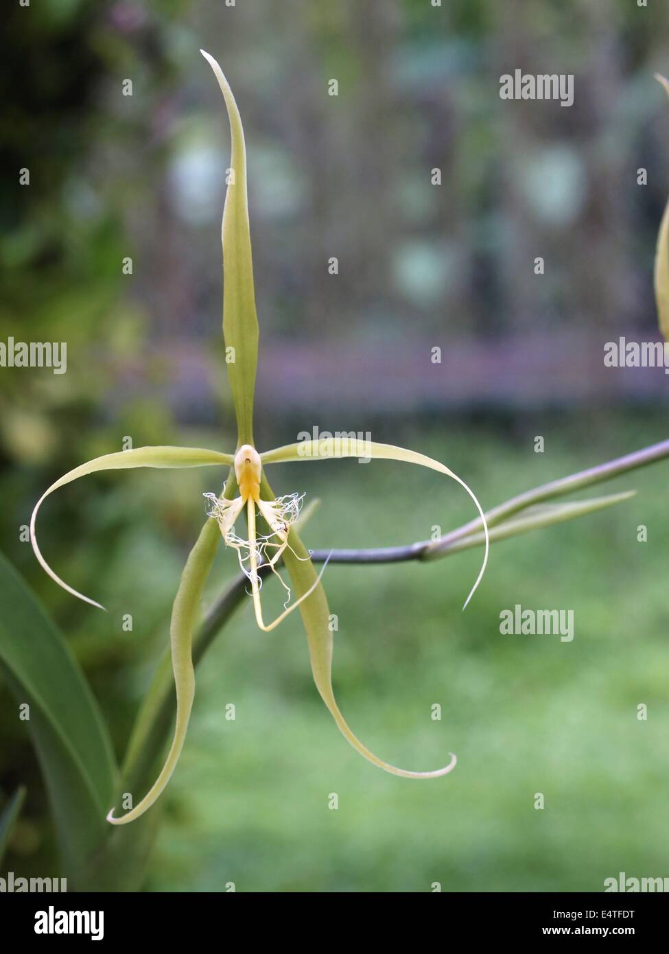 Green caladenia spider orchid Stock Photo - Alamy