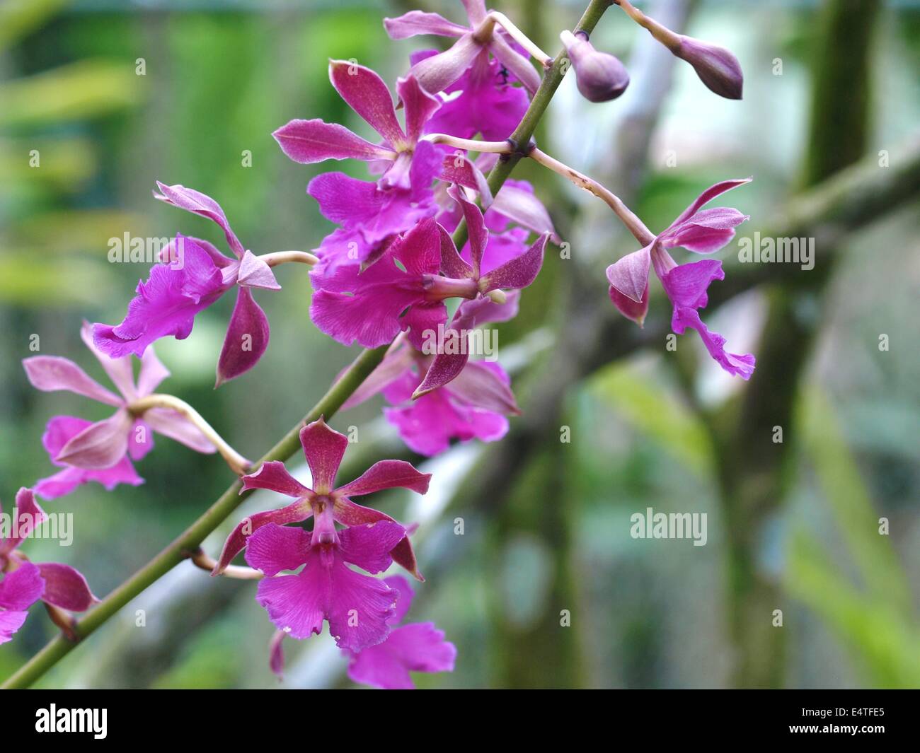 purple epidendrum orchid cluster 2 Stock Photo