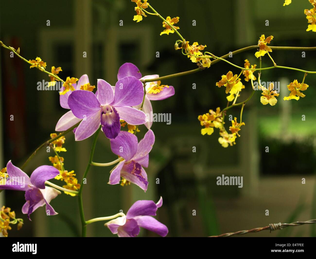 Oncidium Golden Wish and purple Vanda orchids Stock Photo
