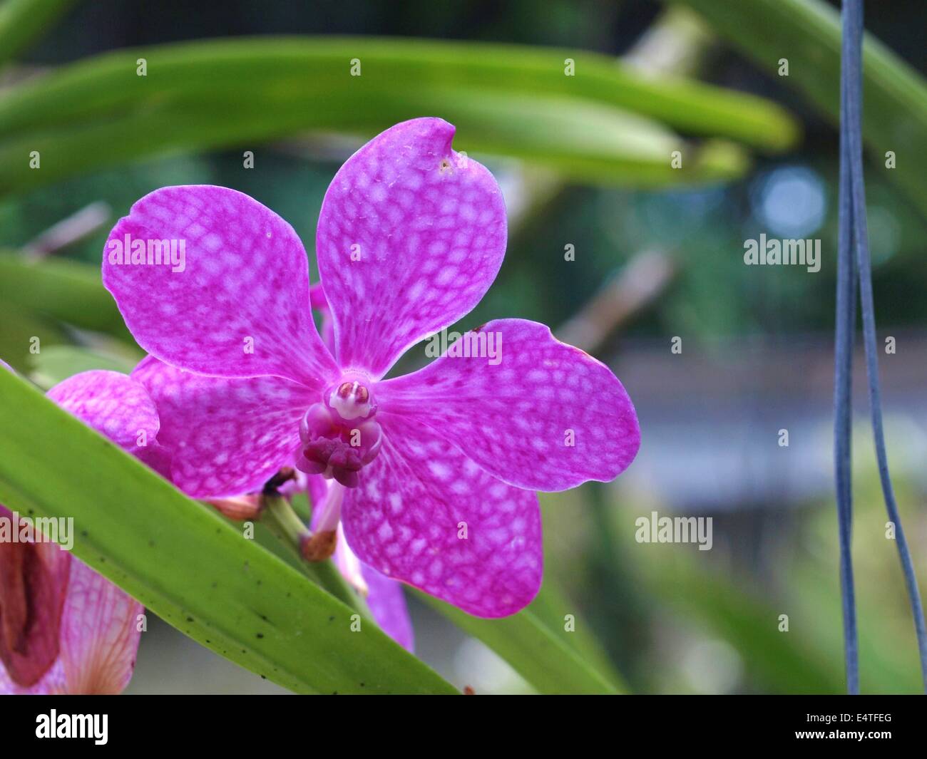 Isolated spotted Purple Vanda Orchid Stock Photo