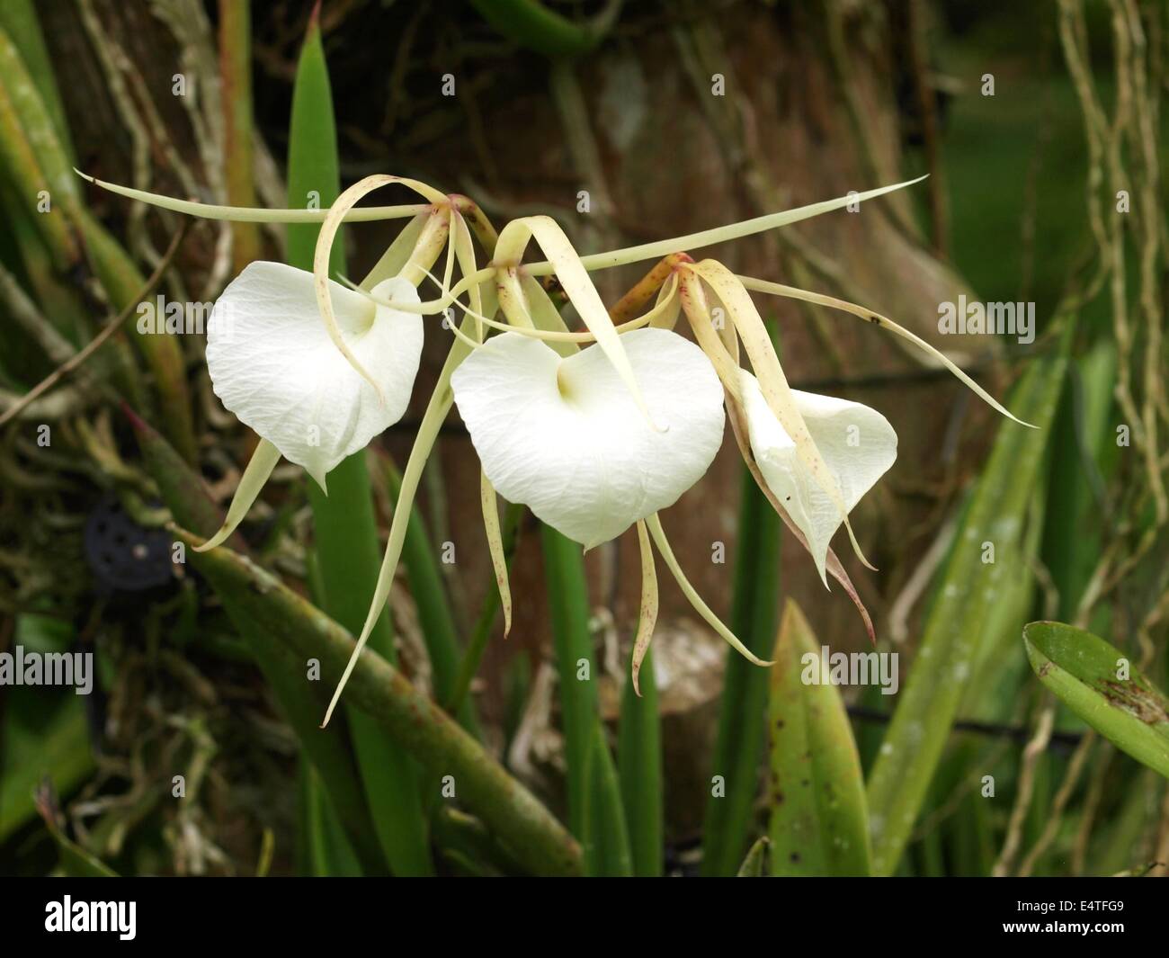 Brassavola orchids Stock Photo