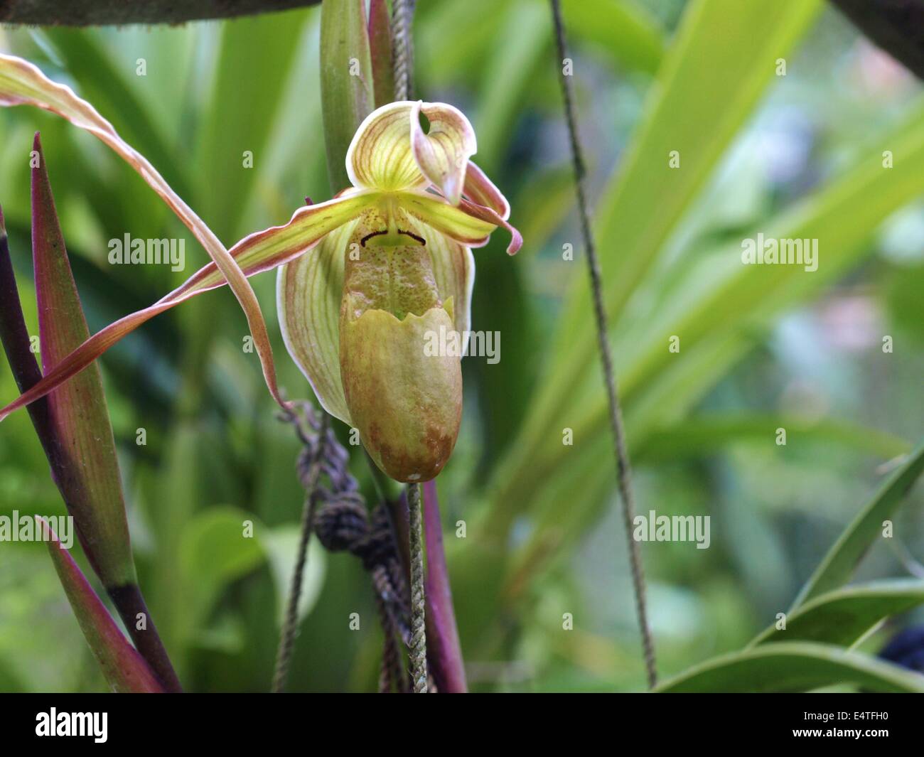 Isolated phragmipedium orchid Stock Photo