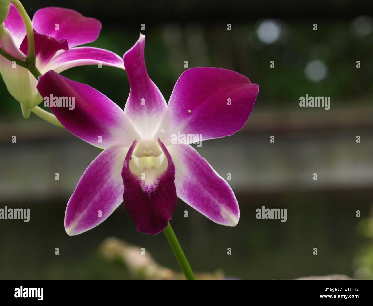 purple and white dendrobium orchid Stock Photo Alamy