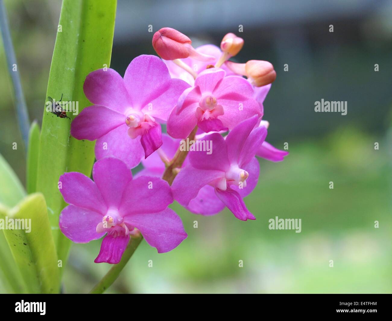 Light purple Vanda Orchid Stock Photo