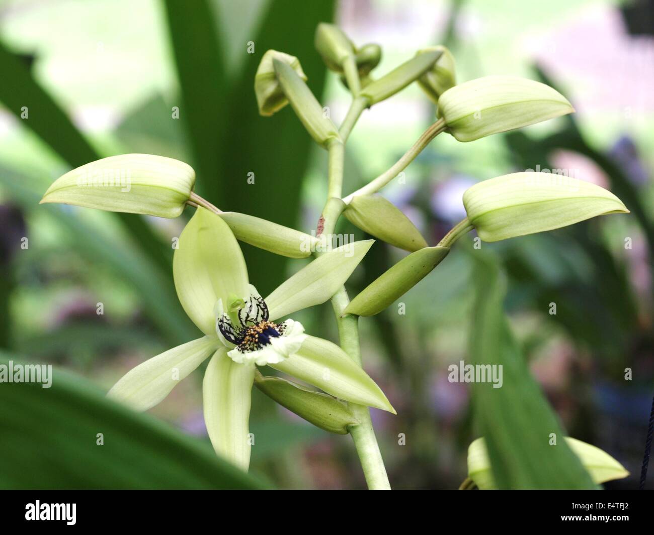 Coelogyne Burfordiense  Bessy Creek  Orchid Stock Photo