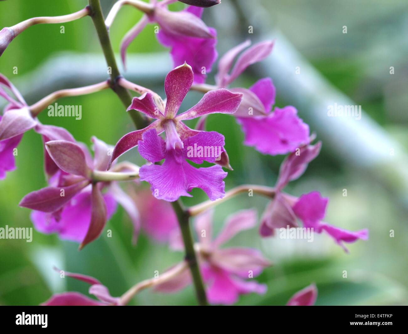 purple epidendrum orchid cluster Stock Photo