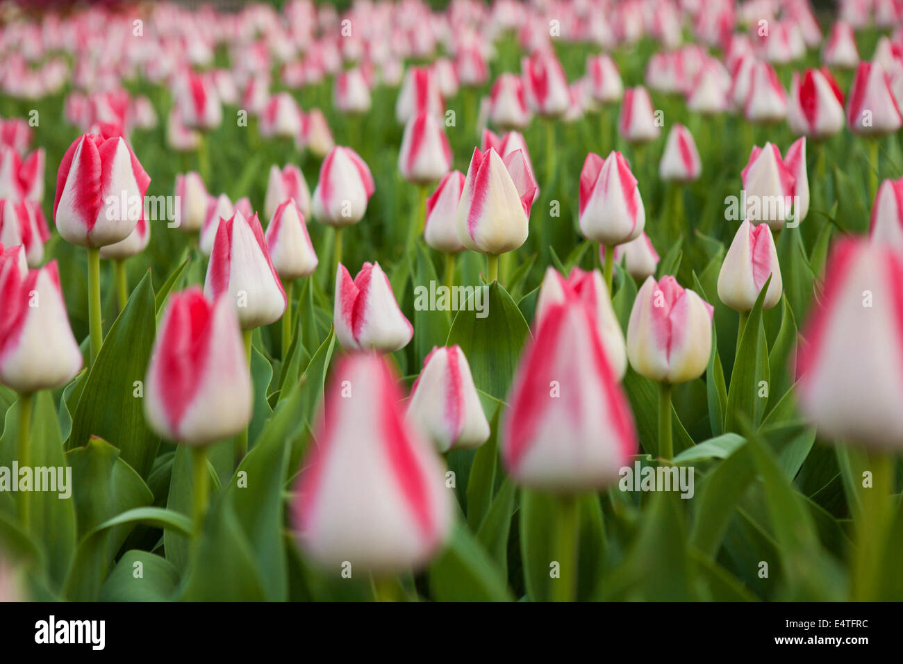 Field of Tulips, Brookside Gardens, Wheaton Regional Park, Maryland, USA Stock Photo Alamy