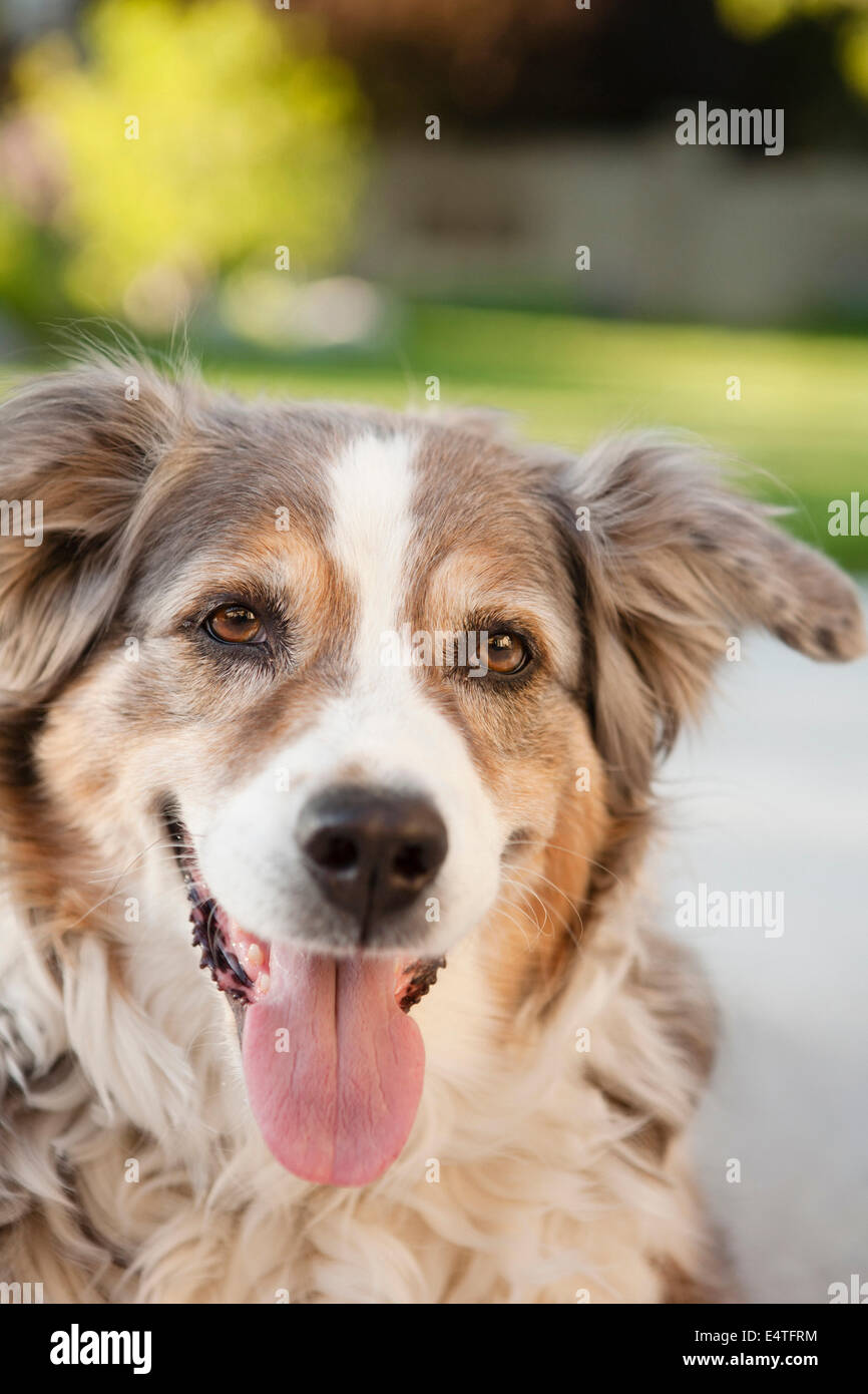 Portrait of Australian Shepherd Dog in Backyard, Utah, USA Stock Photo
