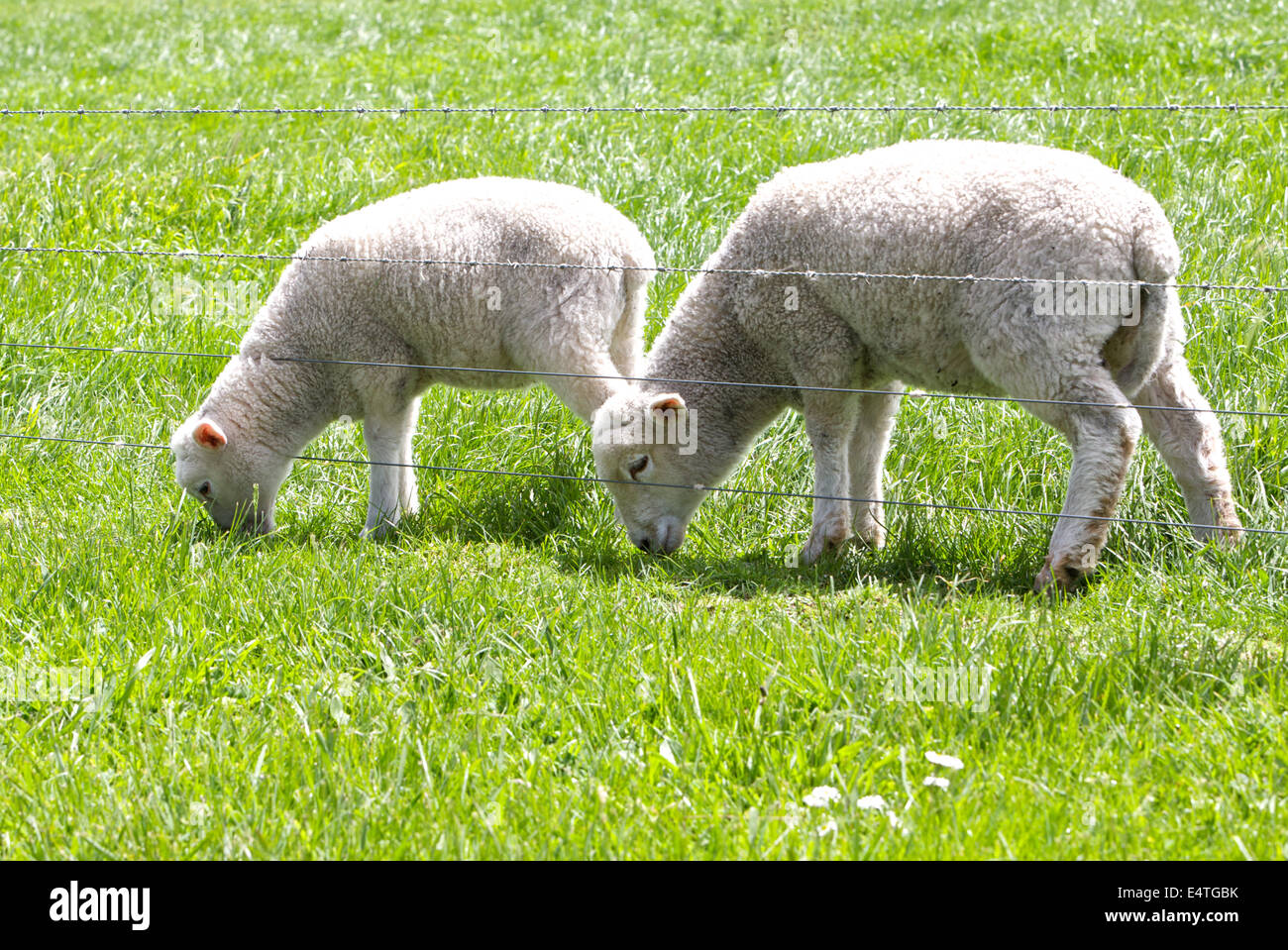 Young Baby Lambs in Field Stock Photo - Alamy