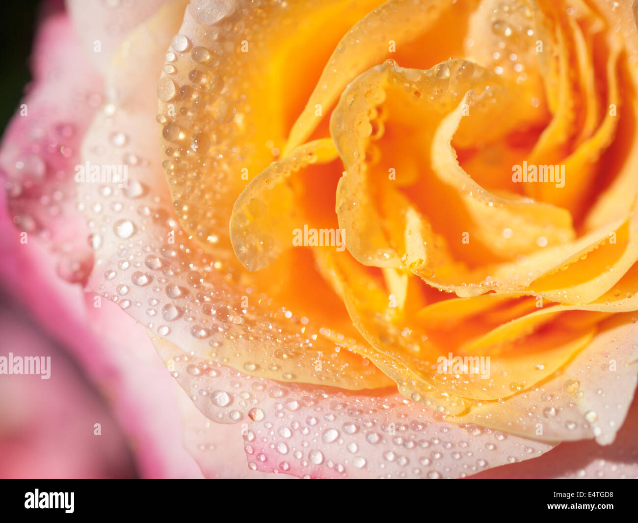 A pink and yellow rose with water droplets. Rose Garden, Butchart Gardens, Brentwood Bay (Victoria), British Columbia, Canada. Stock Photo