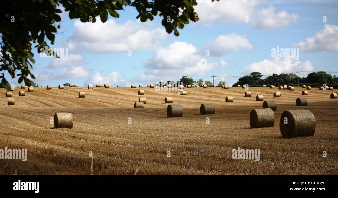 Round hay bales in a field Stock Photo - Alamy