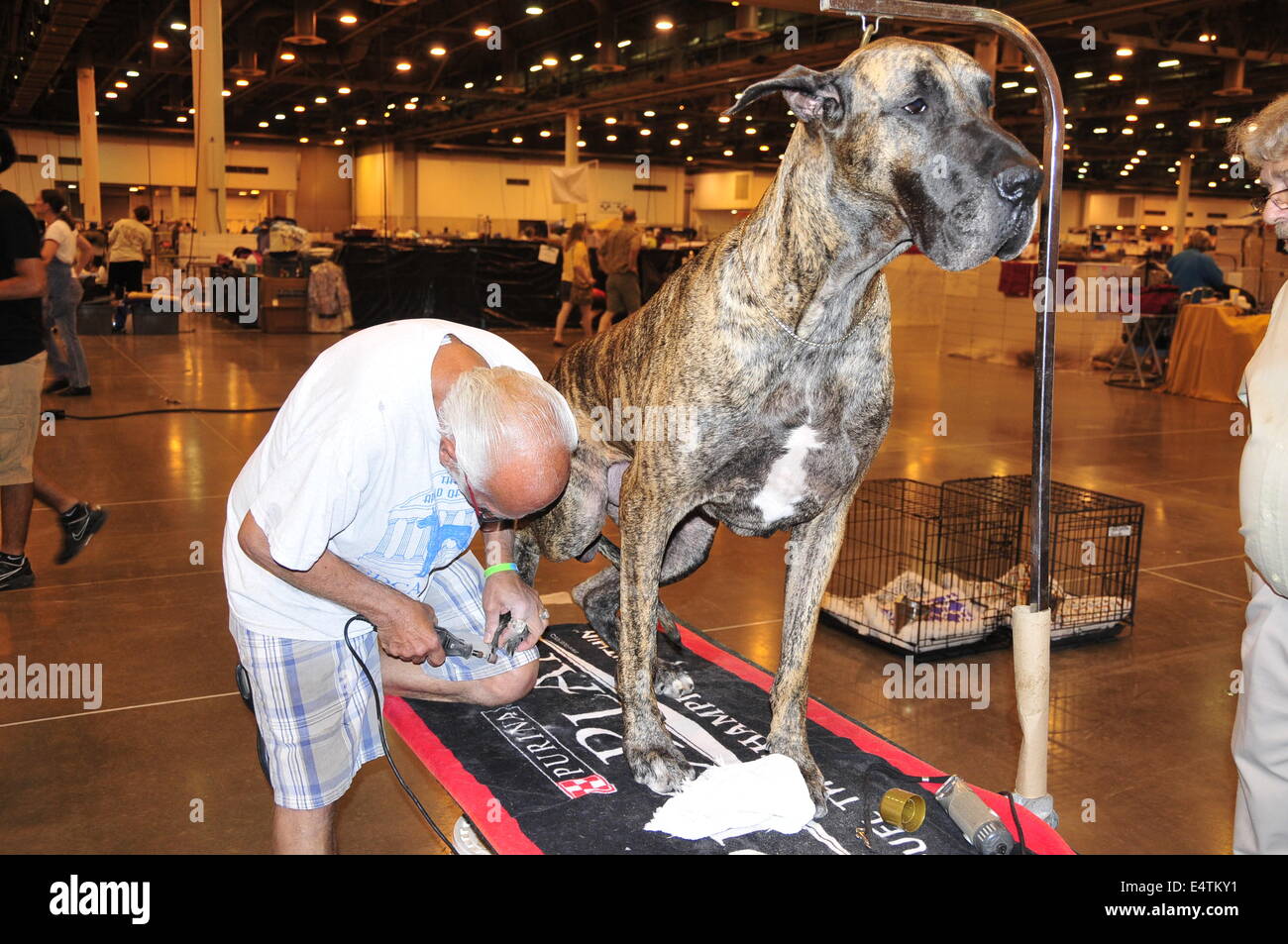Houston, USA. 16th July, 2014. A groomer works on a Great Dane during