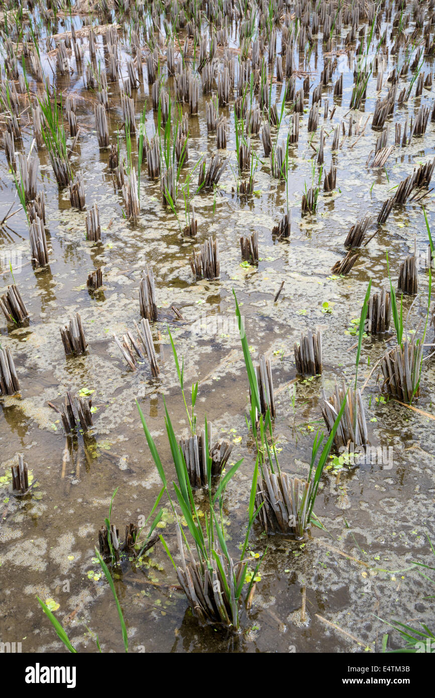 Bali, Indonesia.  New Rice Shoots Sprouting from the Paddy. Stock Photo