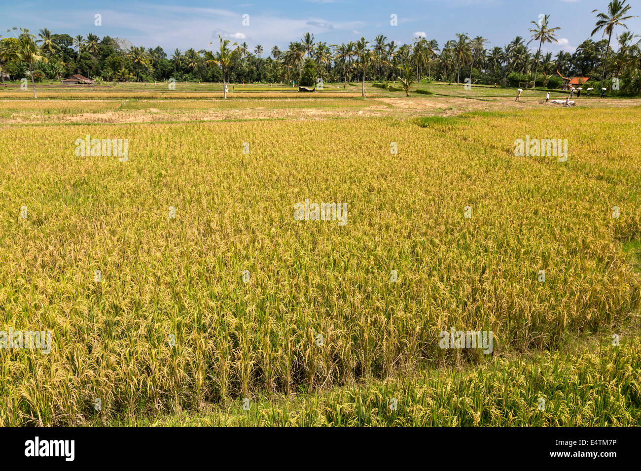 Bali, Indonesia.  Rice Paddy Ready for Harvesting. Stock Photo