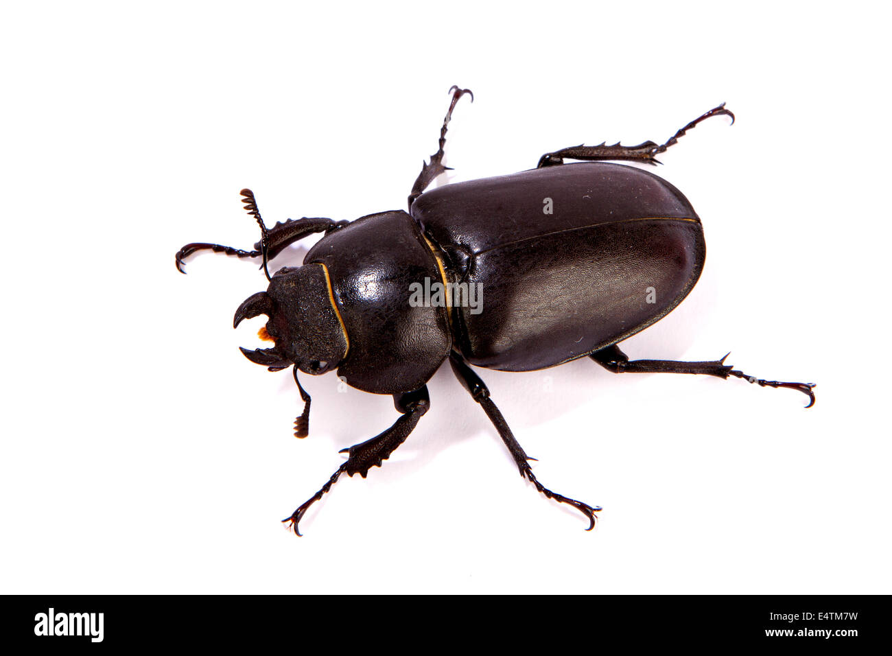 Female Stag Beetle isolated on white. Closeup of common stag beetle female (Lucanus cervus) sits on a white background Stock Photo