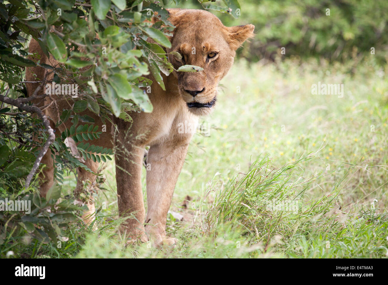 Big 5, Female lion, lioness, Panthera leo, Kruger National Park, South Africa Stock Photo