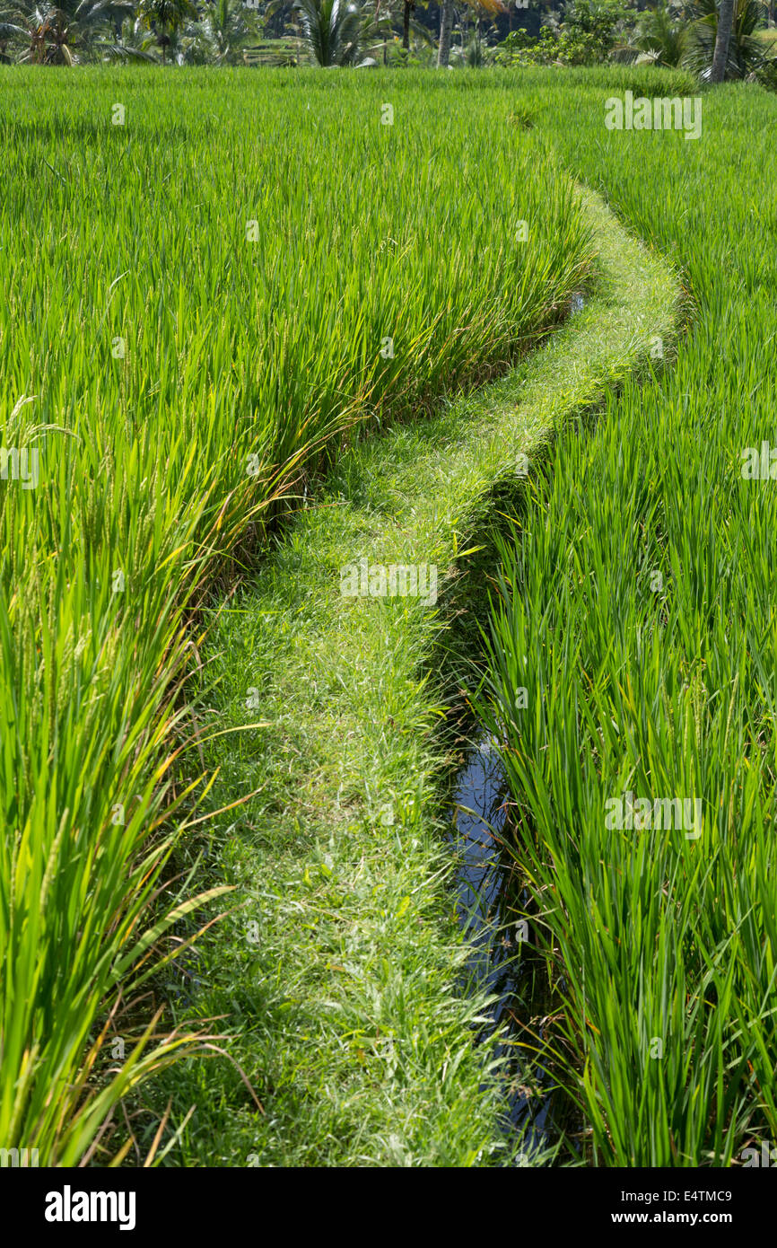 Bali, Indonesia.  Path through a Rice Paddy, south-central Bali. Stock Photo