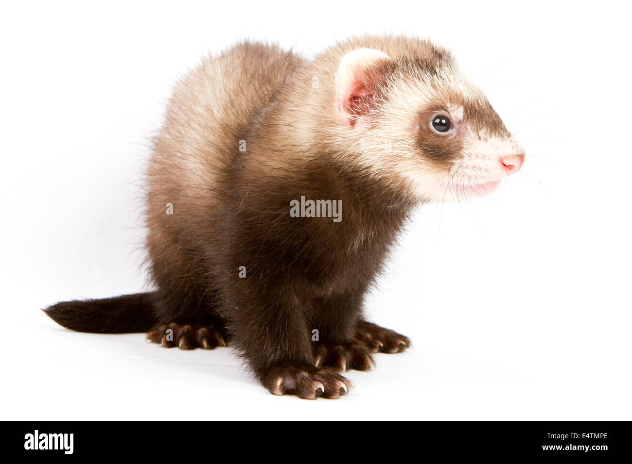 Ferret sitting and looking away in front of white background Stock Photo