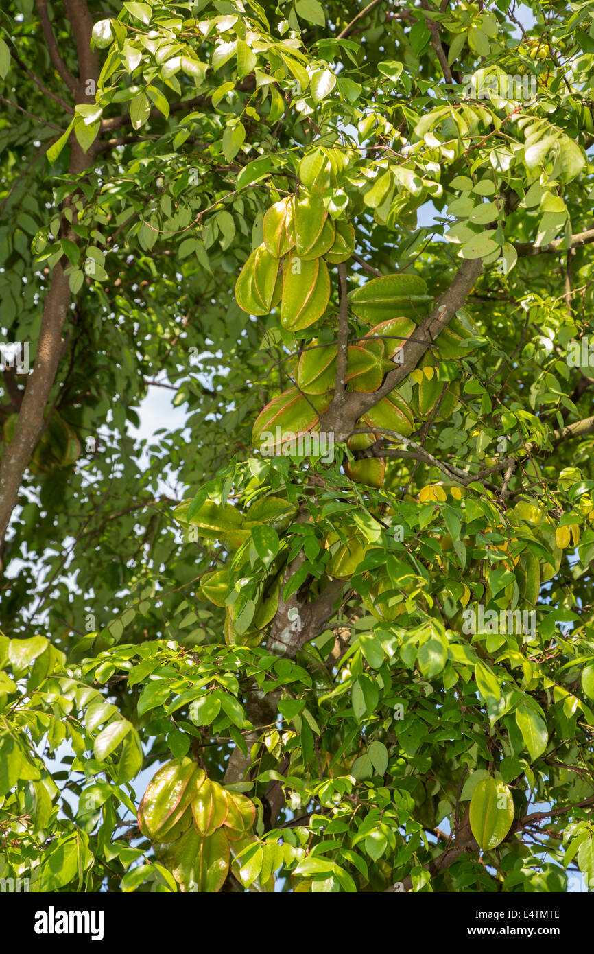 Starfruit in Indonesia