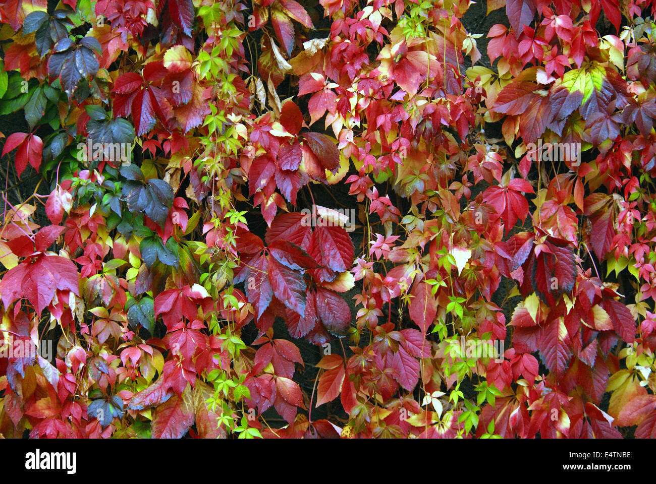 Vine leaves Stock Photo