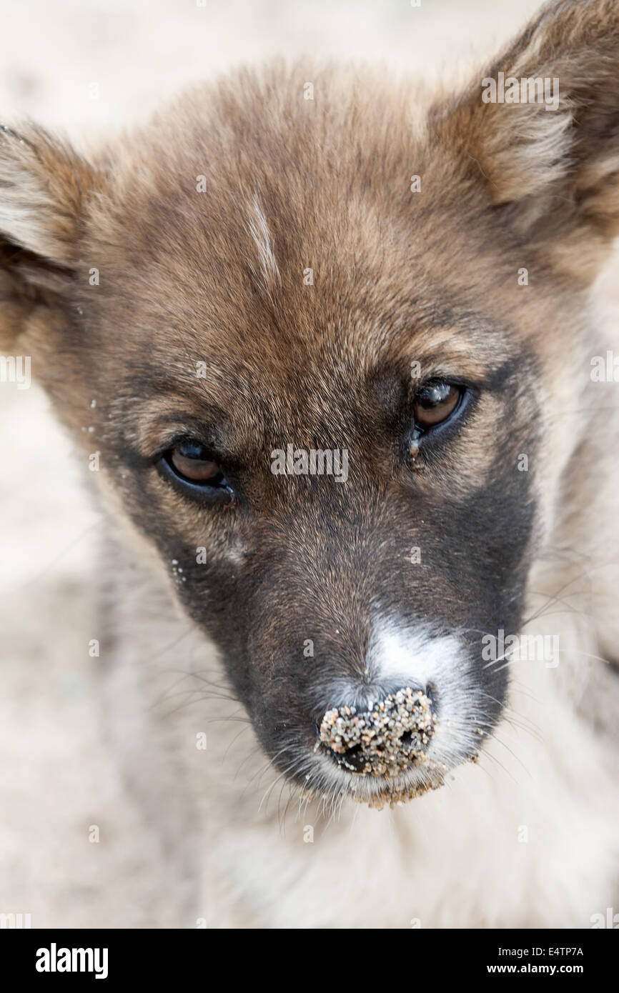 Dogs face in closeup Stock Photo Alamy