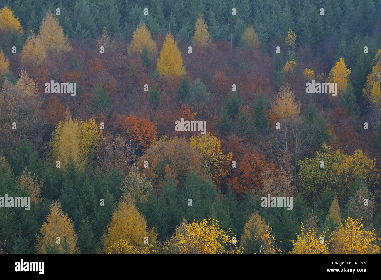 Colorful Autumn forest Stock Photo - Alamy