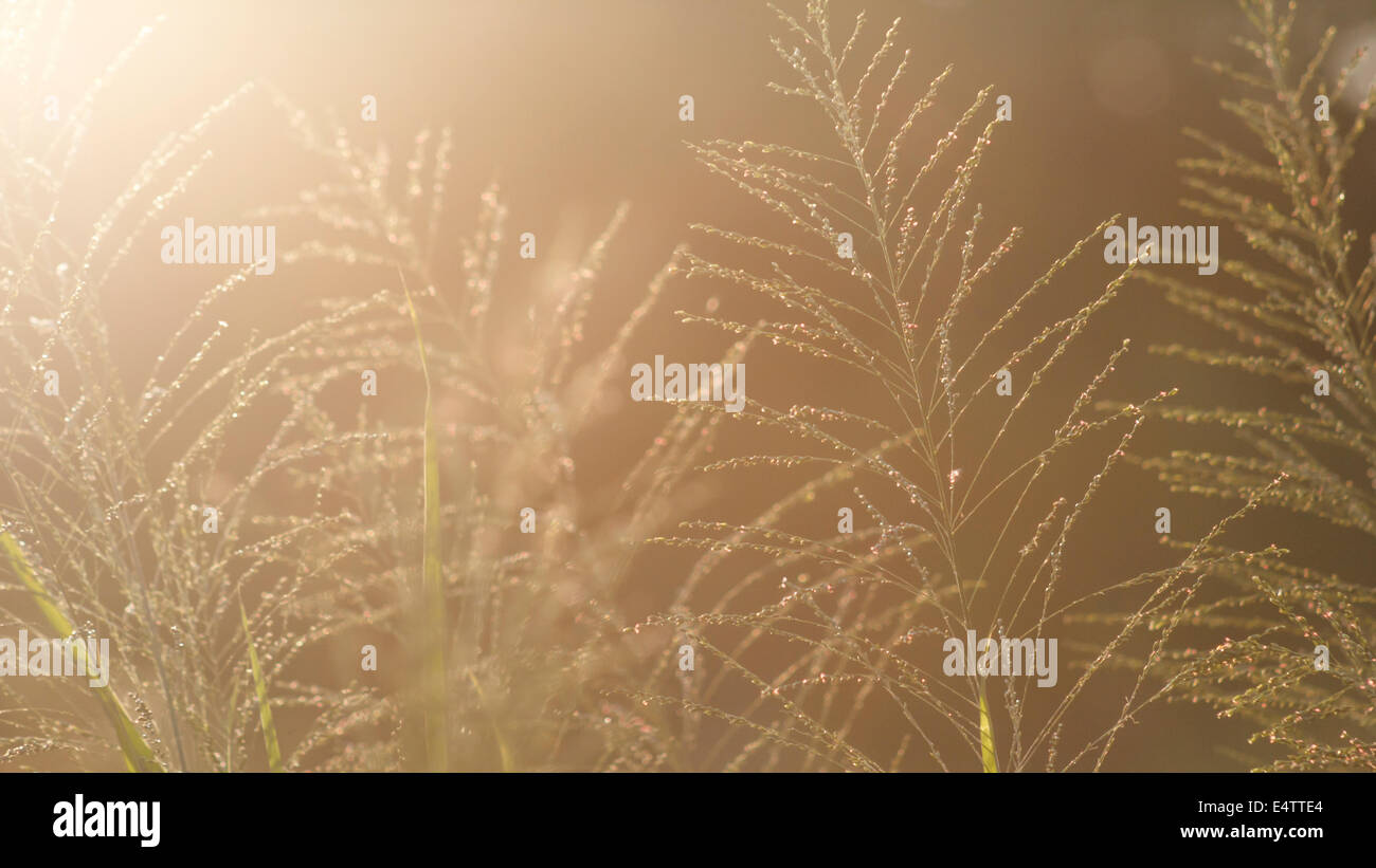 Wild grass panicle at golden hour Stock Photo