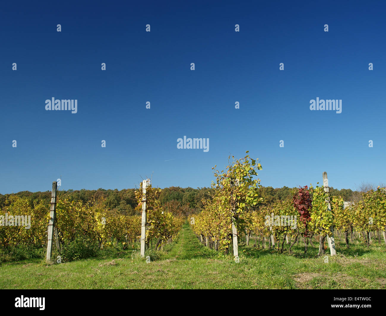 Autumn vineyards Stock Photo
