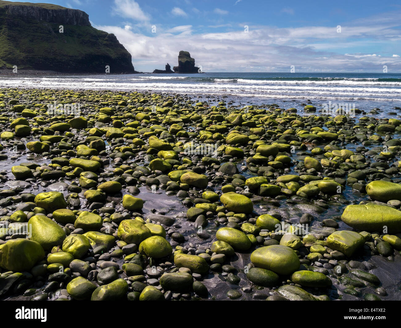 Sunlit golden green Ulva seaweed coated pebbles on Talisker beach, Isle of Skye, Scotland, UK Stock Photo