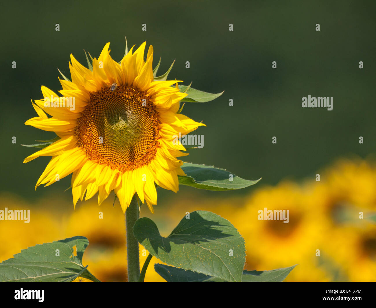 sunflowers in the yellow sunflower field on sunset Stock Photo - Alamy