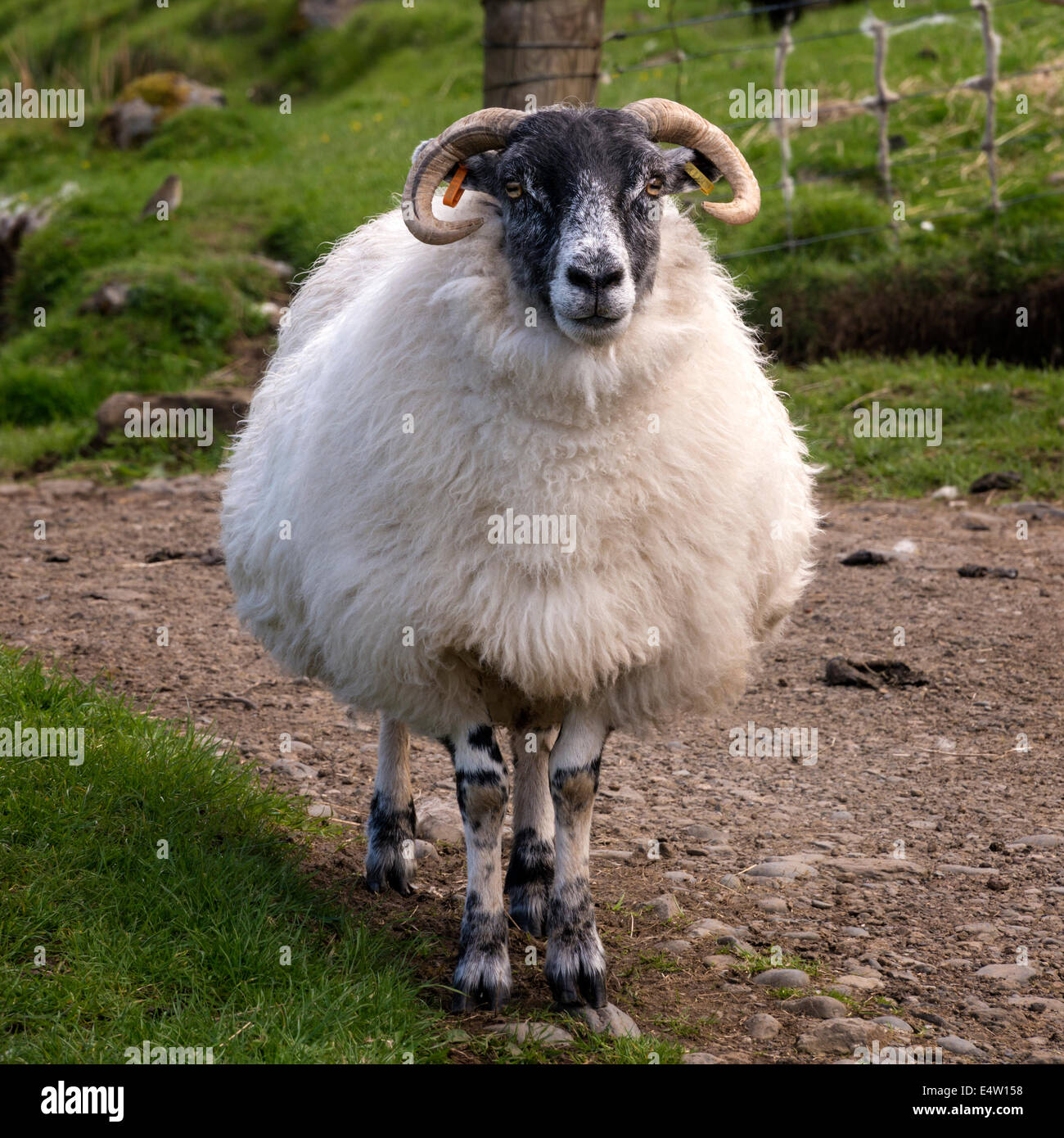 Scottish Blackface sheep, Talisker, Isle of Skye, Scotland, UK Stock