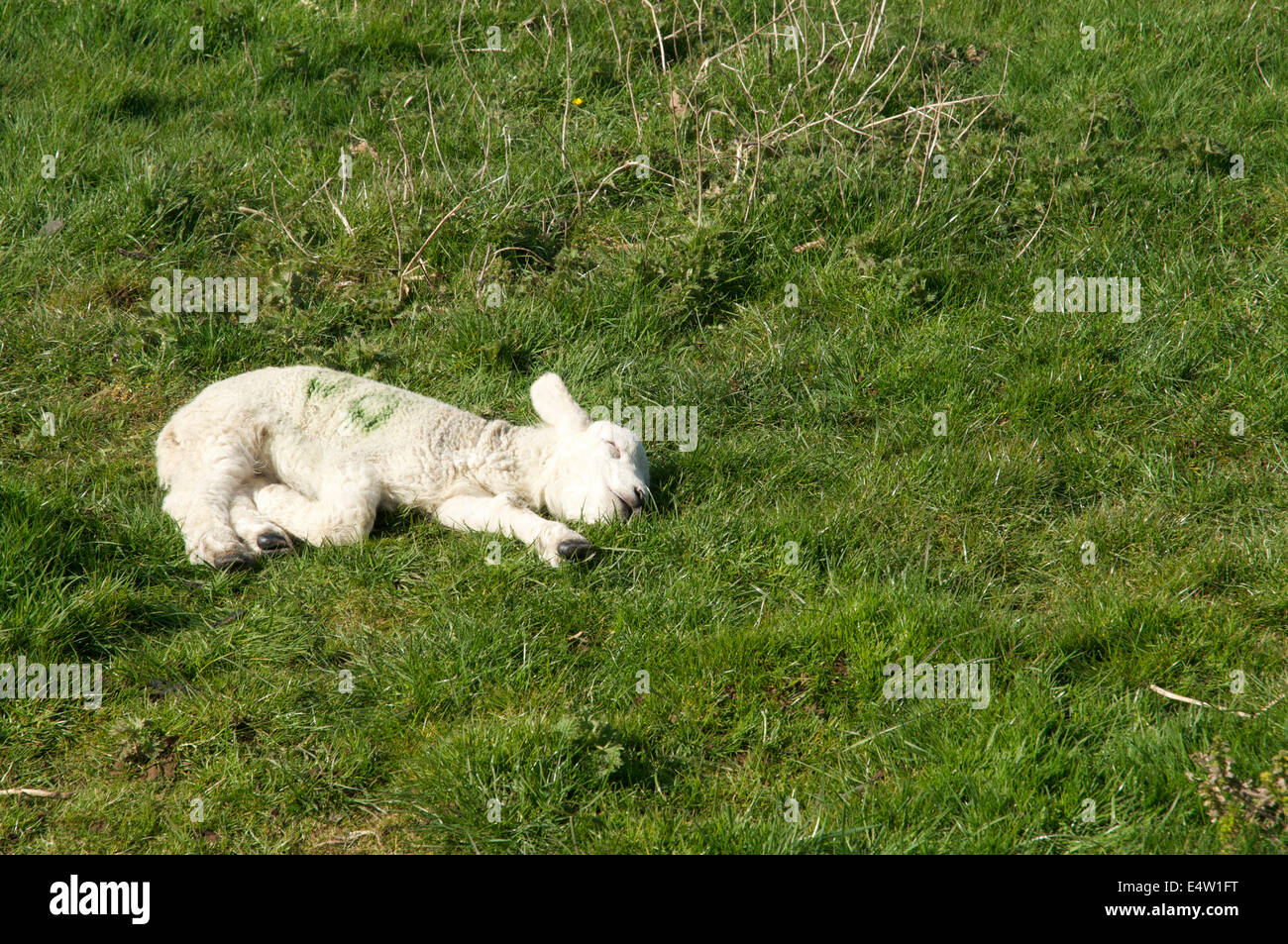 Photograph of a spring lamb, laying down on the ground a sleep Stock Photo