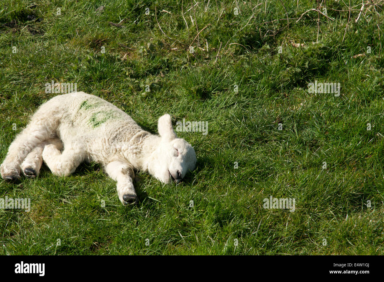 Photograph of a spring lamb, laying down on the ground a sleep Stock Photo