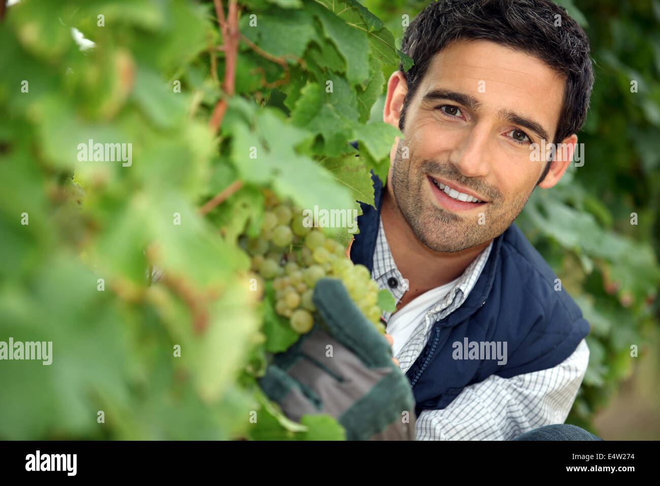 Man behind bunches of grapes in vineyard Stock Photo - Alamy