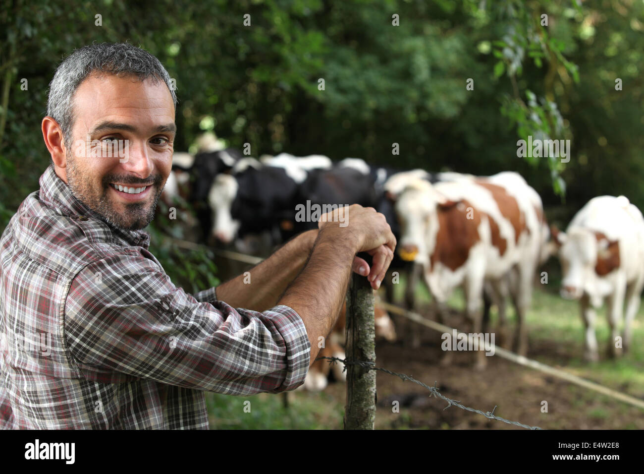 Front of cows hi-res stock photography and images - Alamy