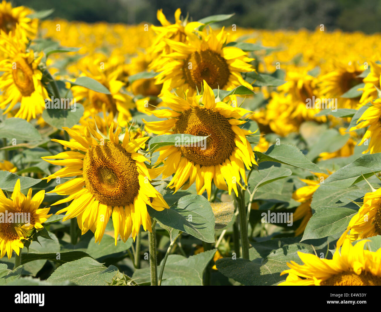 sunflowers in the yellow sunflower field on sunset Stock Photo - Alamy