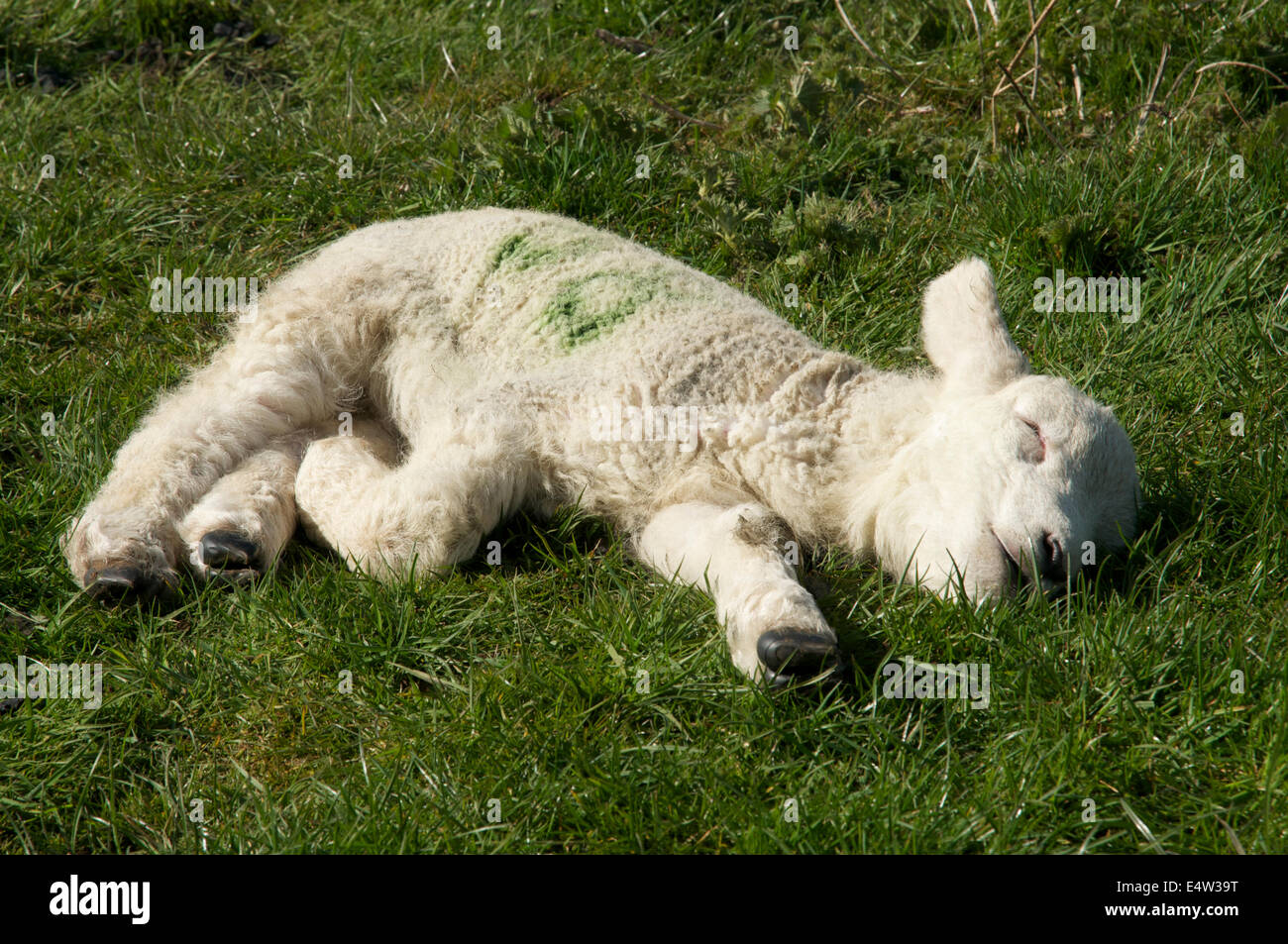 Photograph of a spring lamb, laying down on the ground a sleep Stock Photo