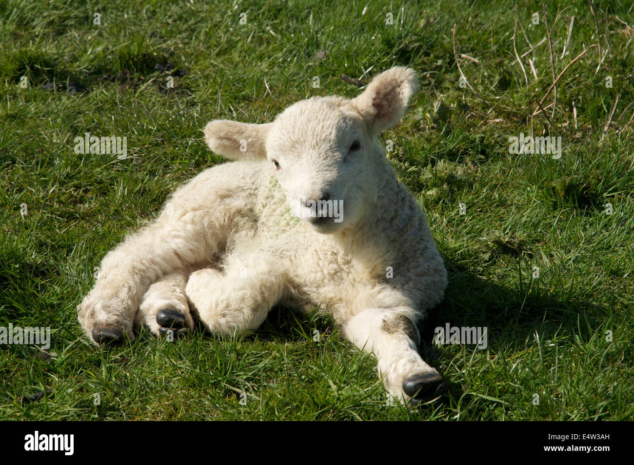 Photograph of a spring lamb, laying down on the ground Stock Photo