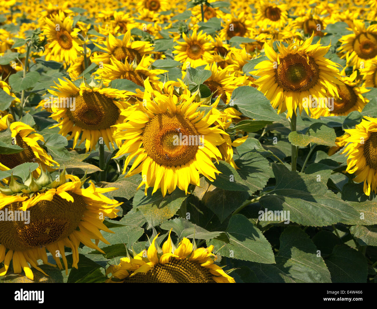 sunflowers in the yellow sunflower field on sunset Stock Photo - Alamy