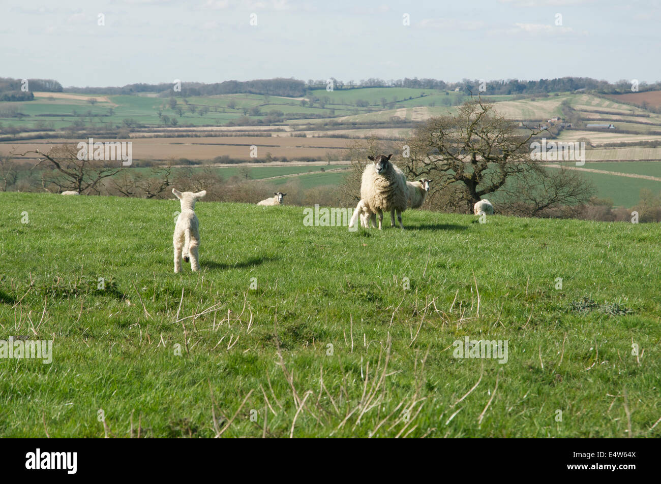 Photograph of a spring lamb, with its mother Stock Photo
