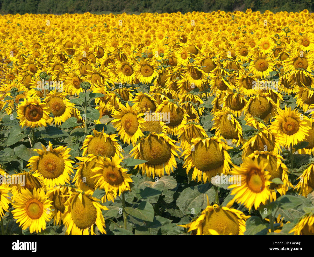 sunflowers in the yellow sunflower field on sunset Stock Photo - Alamy