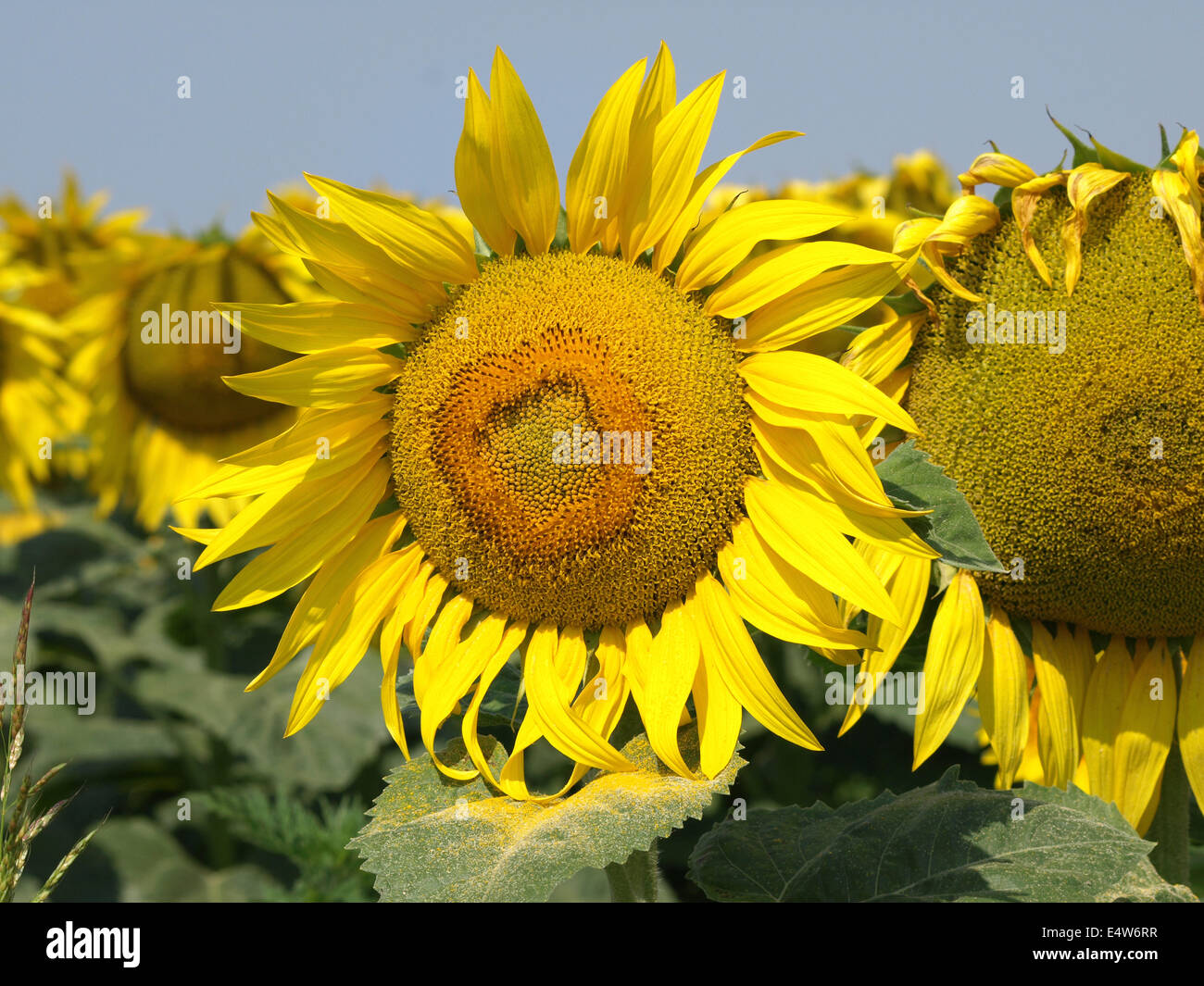 sunflowers in the yellow sunflower field on sunset Stock Photo - Alamy