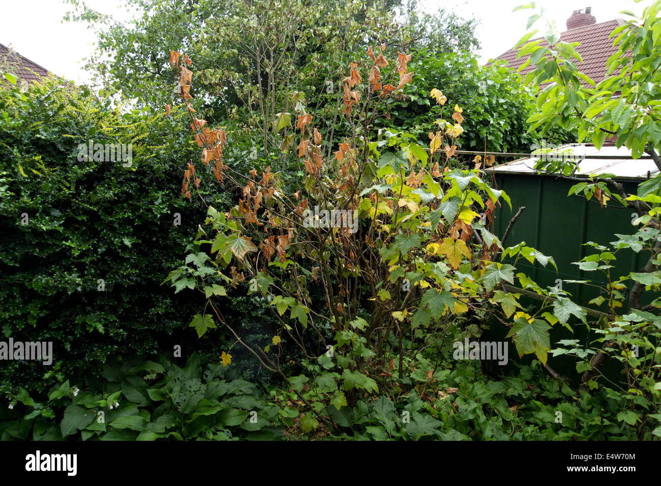 Sudden branch dieback after fruiting of mature blackcurrant bush, UK garden. Stock Photo