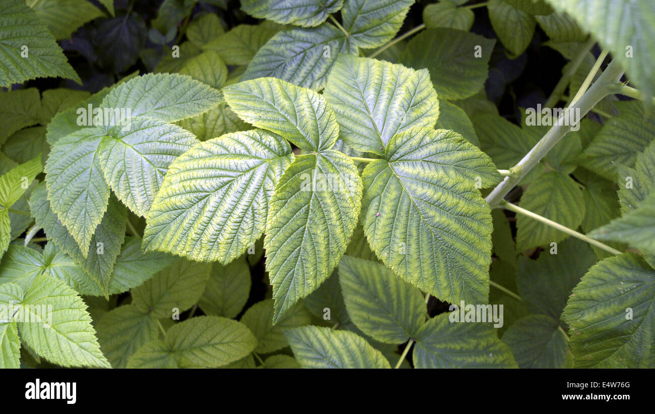 Iron deficiency symptoms on autumn-fruiting raspberry leaf, UK garden. Stock Photo
