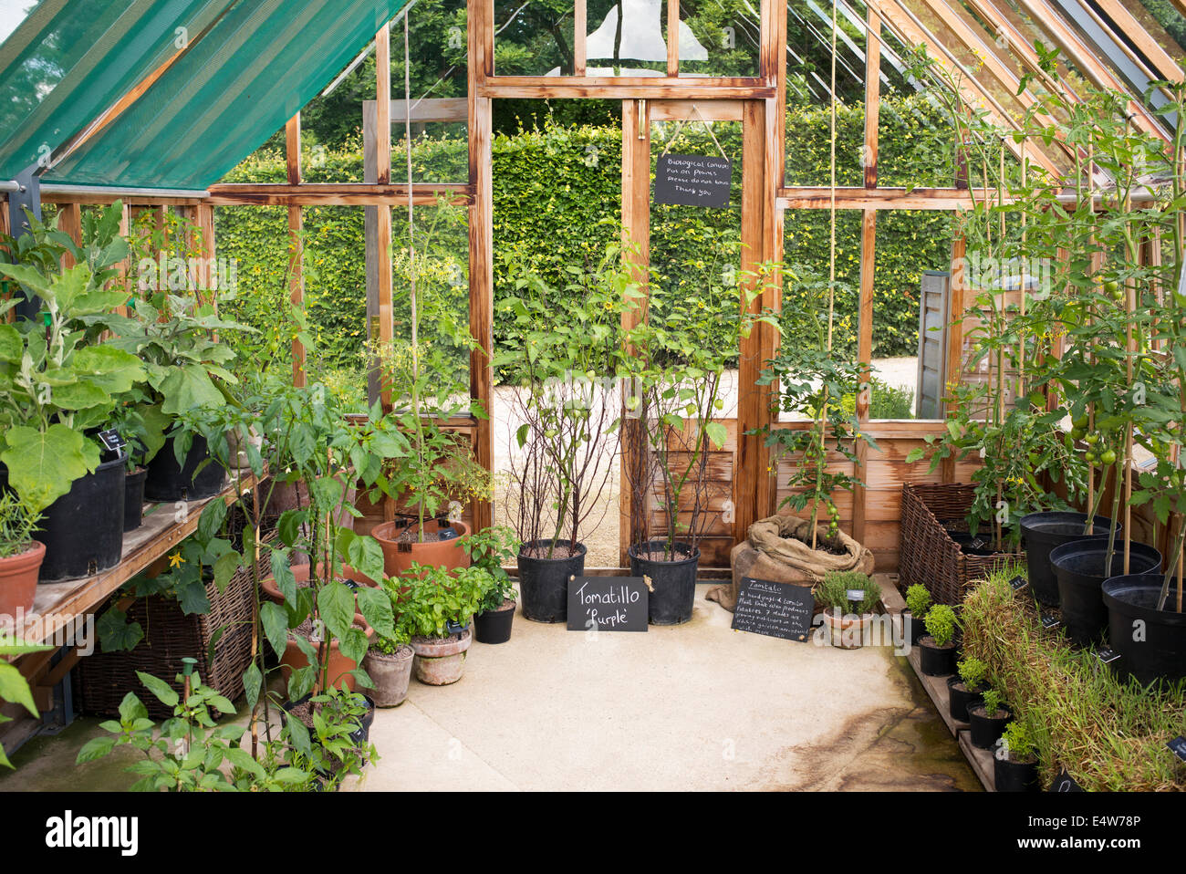 Inside the greenhouse at RHS Harlow Carr, Harrogate, England Stock